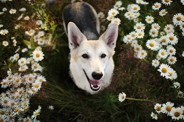 快乐的狗坐在草地上的绿草和鲜花中间 看着相机 — 图库照片