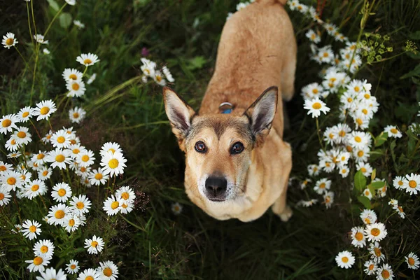 Счастливая Собака Смотрит Камеру Сидя Среди Зеленой Травы Свежих Цветов — стоковое фото