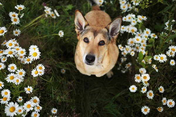 快乐的狗坐在草地上的绿草和鲜花中间 看着相机 — 图库照片