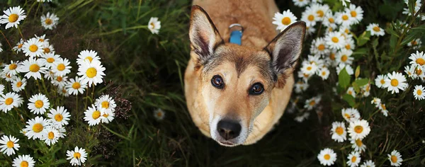 Щасливий Собака Дивиться Камеру Сидячи Серед Зеленої Трави Свіжих Квітів — стокове фото