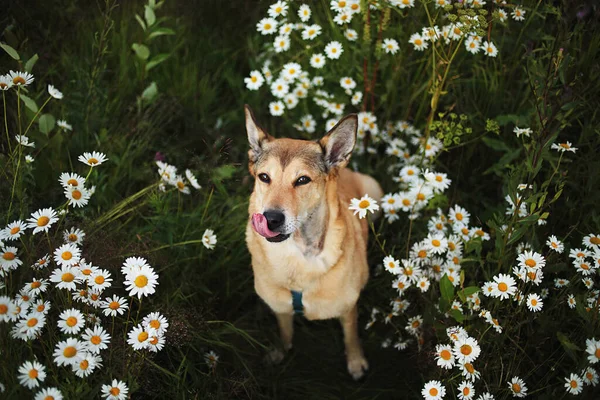 Glad Hund Tittar Kameran Medan Sitter Mitt Grönt Gräs Och — Stockfoto