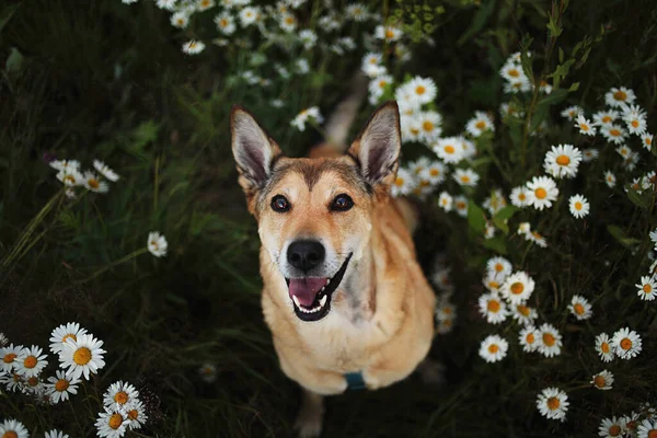 Yukarıdan Heyecanlı Kurt Köpeği Papatyaların Arasında Oturmuş Doğadaki Yeşil Çayırlarda — Stok fotoğraf