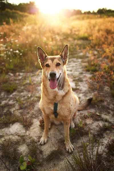 Ενθουσιασμένος Wolfdog Κάθεται Ξηρό Έδαφος Κοντά Στο Γρασίδι Κατά Διάρκεια — Φωτογραφία Αρχείου