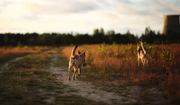 Вид Сзади Двух Собак Уходящих Закате Желтом Летнем Поле Сельской — стоковое фото