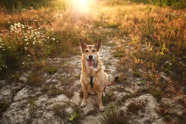 野外日落时 兴奋的狼狗坐在草地附近的干地上 — 图库照片