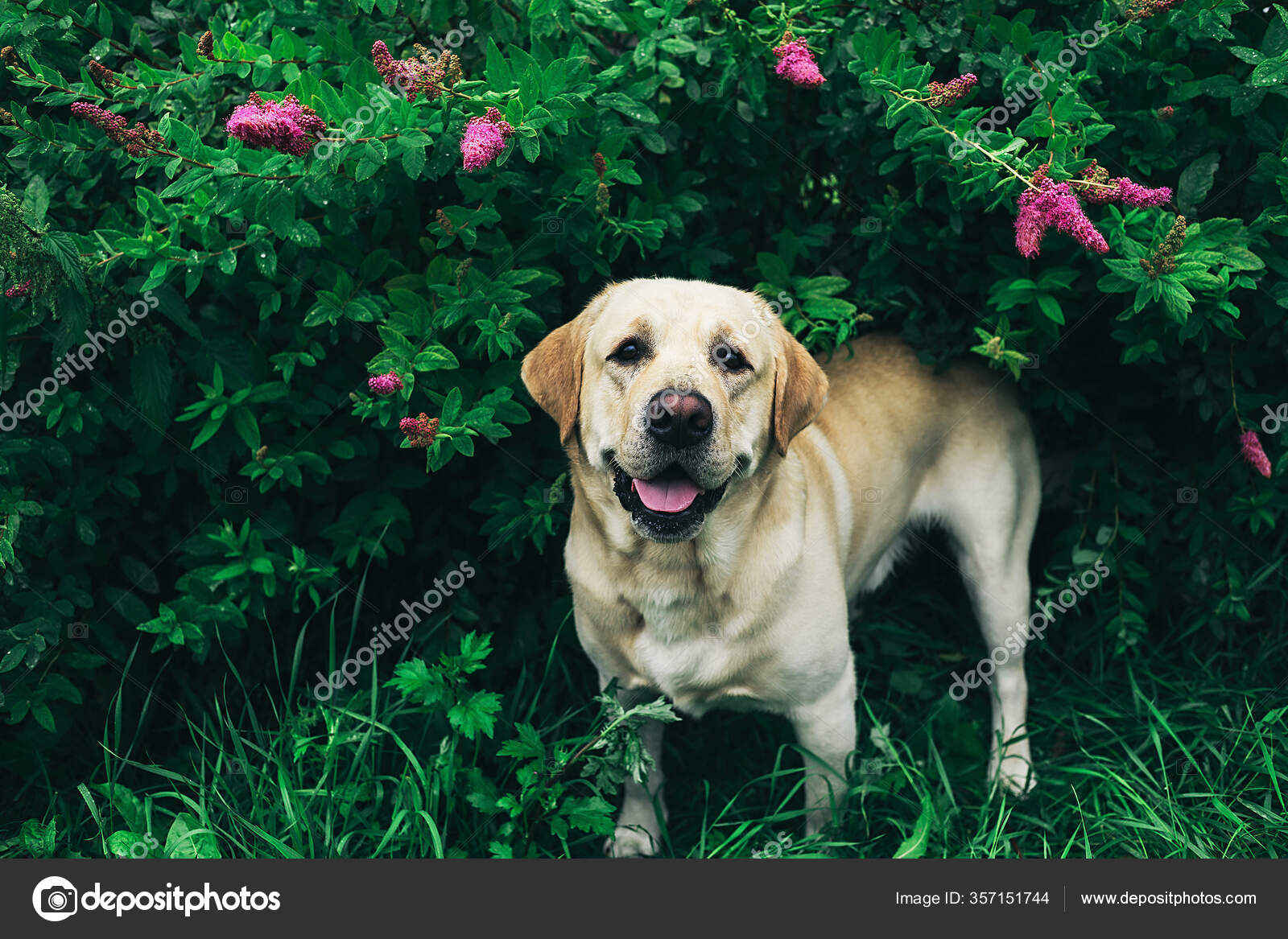 hund sitzt