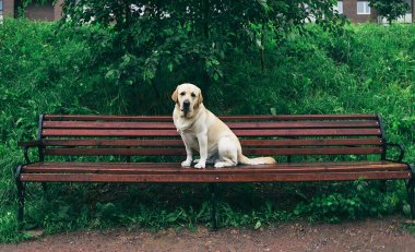 Sadık, safkan, yakalı bir köpek. Yazın parkta yeşil çimlerin ve çalıların yanında oturuyor.