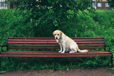 Sadık, safkan, yakalı bir köpek. Yazın parkta yeşil çimlerin ve çalıların yanında oturuyor.
