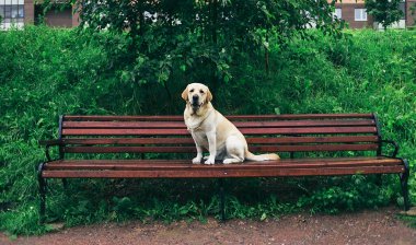 Sadık, safkan, yakalı bir köpek. Yazın parkta yeşil çimlerin ve çalıların yanında oturuyor.