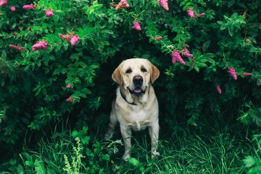 Mutlu köpek çimlerin üzerinde oturuyor Pembe çiçekler ve yeşil yapraklarla Parkta yaz günü