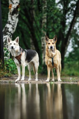 İki sadık kurt köpeği kameraya bakıyor ve yeşil ormanın bulanık arka planında sakin gölet kıyısında duruyorlar.