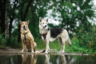 İki sadık kurt köpeği yeşil ormanın bulanık arka planında sakin bir göletin kıyısında dikiliyorlar.