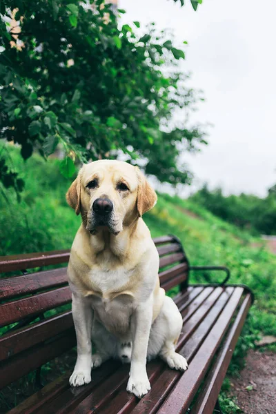 Loyal purebred dog in collar sitting on bench near green grass and bush on summer day in park
