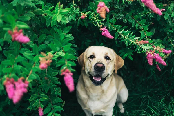 Perro Feliz Sentado Hierba Cerca Arbusto Con Flores Rosadas Hojas — Foto de Stock