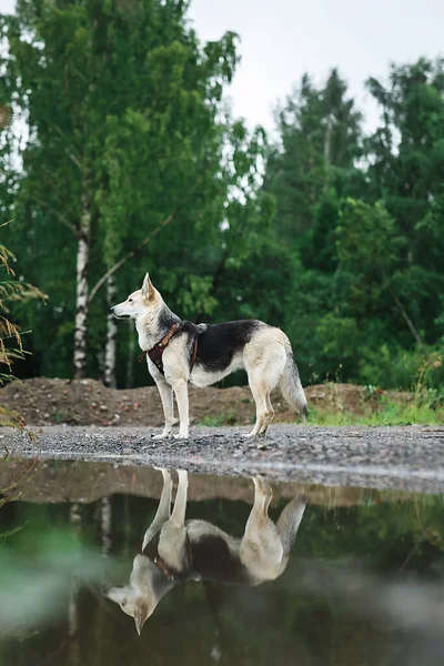 忠诚的狼犬 望着远方 站在清澈的池塘边绿林的模糊背景上 — 图库照片