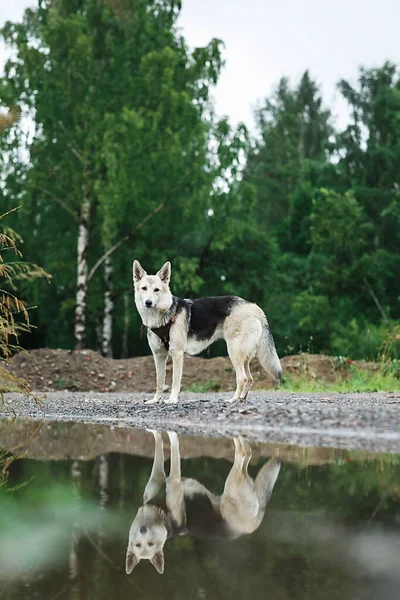 忠诚的狼犬 望着远方 站在清澈的池塘边绿林的模糊背景上 — 图库照片