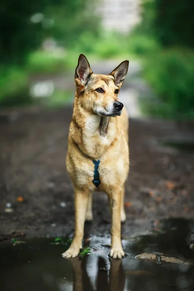 在乡间的泥泞小径上 顺从的狼狗一边站在水坑上一边 一边望着别处 — 图库照片