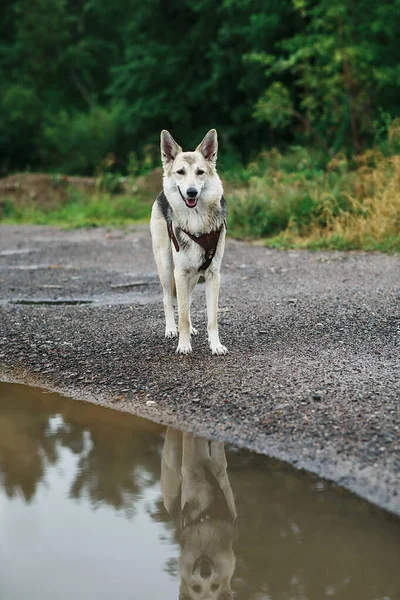 忠诚的狼犬 望着远方 站在清澈的池塘边绿林的模糊背景上 — 图库照片