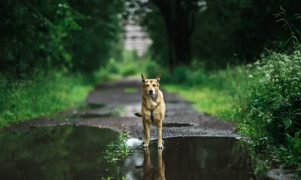 Wolfdog Standing Puddle Water Asphalt Path Green Park Summer Day — Stock Photo, Image