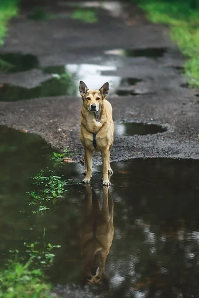 Wolfdog Standing Puddle Water Asphalt Path Green Park Summer Day — Stock Photo, Image