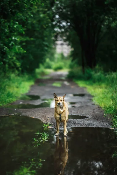 Wolfdog standing in puddle of water on asphalt path in green park on summer day