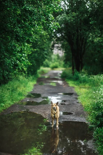 Wolfdog Standing Puddle Water Asphalt Path Green Park Summer Day — Stock Photo, Image