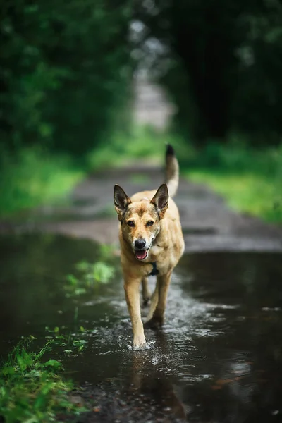 Happy Dog Running Puddle Water Path Blurred Background Green Park — Stock Photo, Image