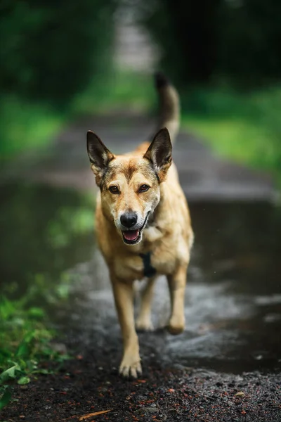 Feliz Perro Corriendo Charco Agua Camino Fondo Borroso Del Parque —  Fotos de Stock