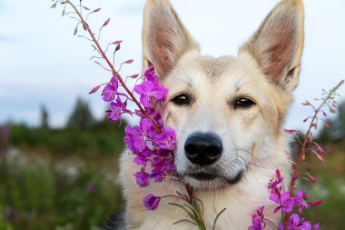 Pofuduk kurt köpeği bulutlu yaz gününde yeşil alanda dinlenirken canlı taze çiçeklerin yanında kameraya bakıyor.