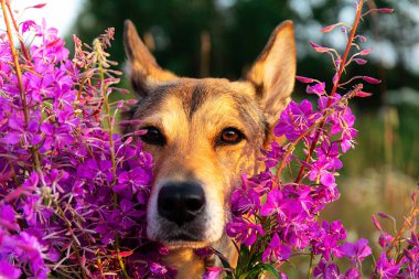 Sadık köpek, kırsalda çayırlarda vakit geçirirken parlak çiçeklerin arasında kafasını tutuyor.