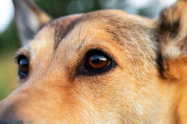 Yakından bakan köpek, kırsalda dinlenirken gözünü kaçırıyor.