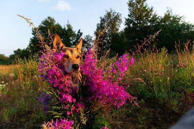 Sadık köpek, kırsalda çayırlarda vakit geçirirken parlak çiçeklerin arasında kafasını tutuyor.