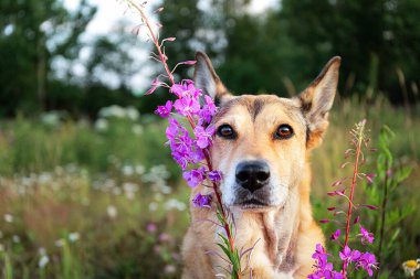 Pofuduk kurt köpeği bulutlu yaz gününde yeşil alanda dinlenirken canlı taze çiçeklerin yanında kameraya bakıyor.