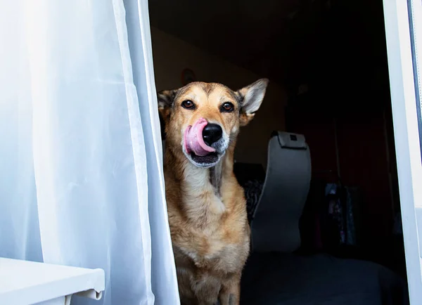 Ciekawy Pies Patrząc Kamerę Podczas Siedzenia Miękkim Łóżku Nowoczesnym Mieszkaniu — Zdjęcie stockowe