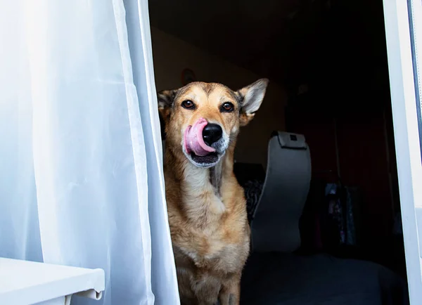 Curious Dog Looking Camera While Sitting Soft Bed Modern Apartment — Stock Photo, Image