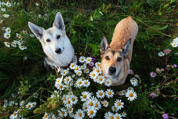Güneşli Bir Günde Çimlerin Üzerinde Dikilirken Kameraya Bakan Sevimli Köpeklerden — Stok fotoğraf