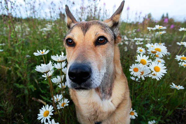 Güneşli Bir Günde Çimlerin Üzerinde Dikilirken Kameraya Bakan Sevimli Köpekten — Stok fotoğraf