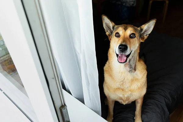 Curious dog looking at camera while sitting on soft bed in modern apartment behind balcony doorway
