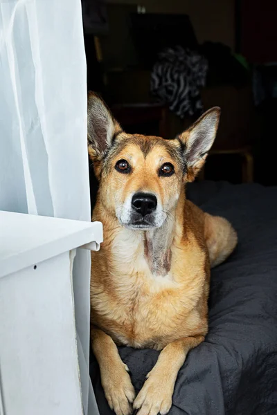 Curious Dog Looking Camera While Sitting Soft Bed Modern Apartment — Stock Photo, Image