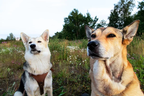 Loyaux Chiens Fourrure Regardant Loin Tout Tenant Dans Champ Vert — Photo