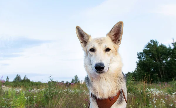 田舎の曇りの空に対して緑のフィールドに立っている間 忠実な毛皮の犬はカメラを見て — ストック写真
