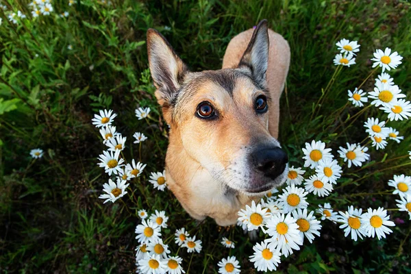 Güneşli Bir Günde Çimlerin Üzerinde Dikilirken Kameraya Bakan Sevimli Köpekten — Stok fotoğraf