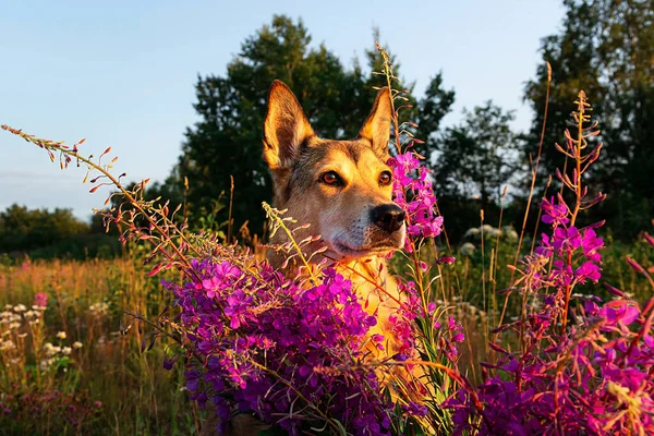 忠诚的狗在艳丽的花朵中昂首阔步 在乡间的草地上消磨时光 — 图库照片