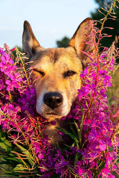 忠诚的狗在艳丽的花朵中昂首阔步 在乡间的草地上消磨时光 — 图库照片