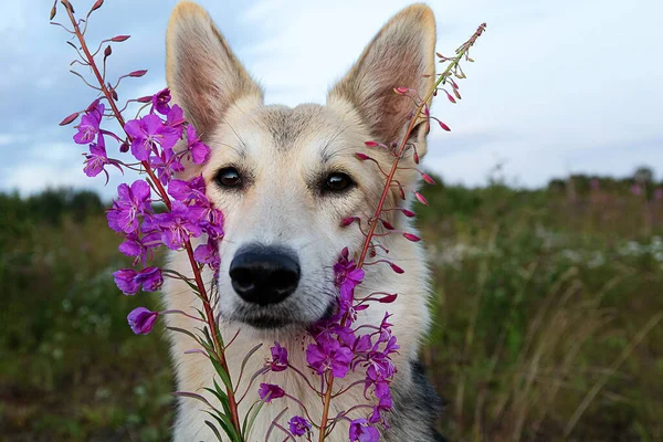 Pofuduk Kurt Köpeği Bulutlu Yaz Gününde Yeşil Alanda Dinlenirken Canlı — Stok fotoğraf