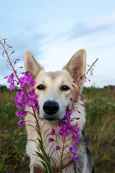 Flauschiger Wolfshund Blickt Die Kamera Während Neben Lebendigen Frischen Blumen — Stockfoto