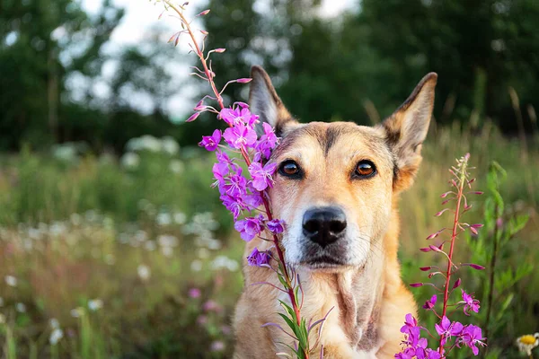 Perro Lobo Esponjoso Mirando Cámara Mientras Está Pie Cerca Flores —  Fotos de Stock