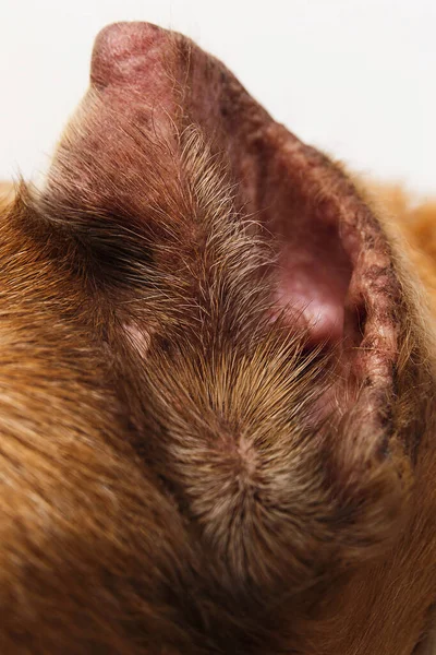 Closeup of a dog ear lying on laminate floor and resting at home