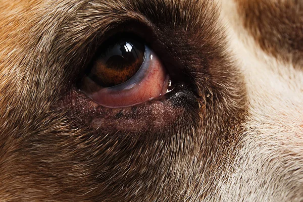 Closeup of a dog eye lying on laminate floor and resting at home