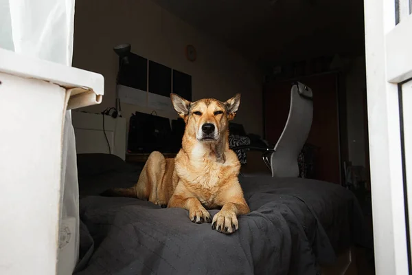Lojalny Pies Leżący Wygodnym Łóżku Nowoczesnej Sypialni Drzwiami Balkonowymi Domu — Zdjęcie stockowe